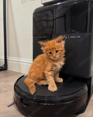 Verspielte Maine-Coon-Kätzchen