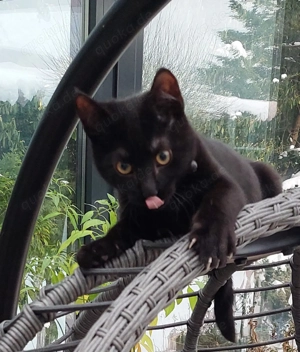 Liebevoller junger Kater sucht neues Zuhause   geimpft & entwurmt, inkl. fast neue Kratzbaum Zubehör