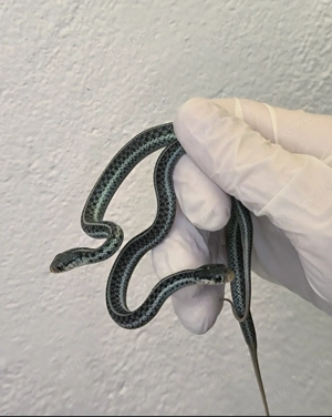 2.0 Thamnophis sirtalis similis nz 10 25