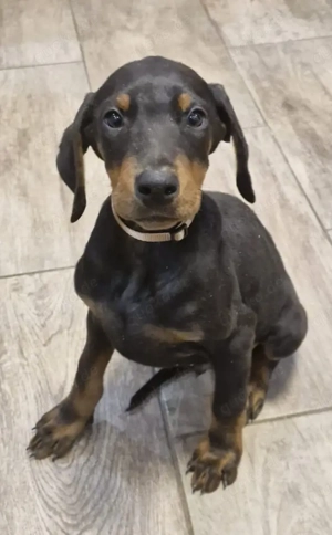 Dobermann Welpen Hündinnen  Bild 6