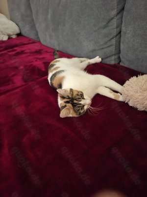 Verschmustes Herz sucht ein neuen Kuschelplatz !!!