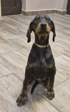 Dobermann RÜDE  Welpe