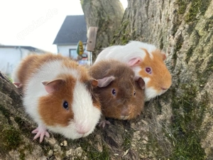 Meerschweinchen Babys, Rex CH Teddy California