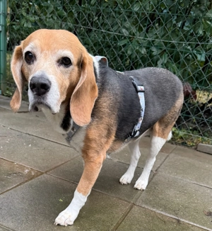 *MIMI* Sie kennt das Familienleben bereits. Sie ist sehr sozial, leinenführig, hat guten Gehorsam