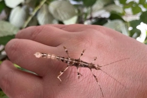 Sungaya inexpectat - Gespenstschrecke - 10 Stück für 25,-