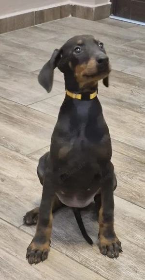Dobermann Hündin   Welpe