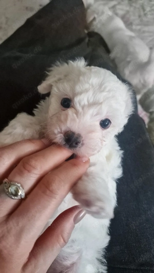 Zauberhafte Malteser-Havaneser Welpen 