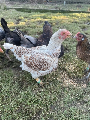 Indische Zwergkämpfer 