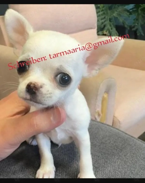 Chihuahua-Rüde welpen  4 Monate alt