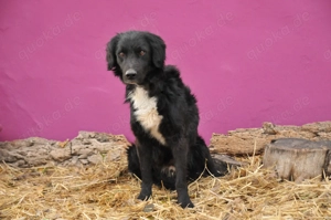 Möchtest du Rockie zeigen, dass sein Warten nicht umsonst war und er sein Zuhause findet? Bild 2