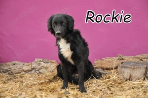 Möchtest du Rockie zeigen, dass sein Warten nicht umsonst war und er sein Zuhause findet?