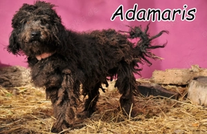 Möchtest du der Mensch sein, der Adamaris zeigt, wie sich ein echtes Zuhause anfühl?