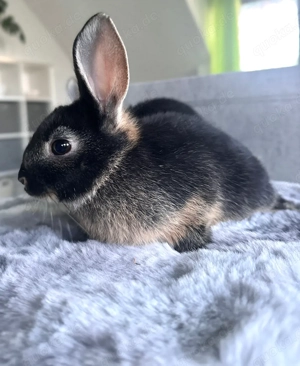 Junge Loh-Mix Kaninchen | schwarz & silber