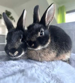 Junge Mix Rammler | Kaninchen | Loh | schwarz