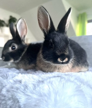 Junge Loh-Mix Kaninchen | Rammler