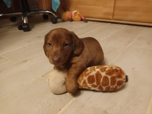 Dackelwelpen suchen neues Zuhause