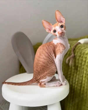 Krásné kot  Cornish Rex na prodej 