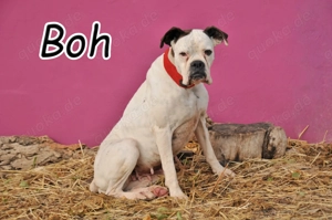 Bist du der Mensch, der Boh zeigt, dass sie nicht mehr auf ein liebevolles Zuhause warten muss?