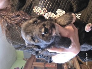 Zucker süße Welpen abzugeben Mischling 