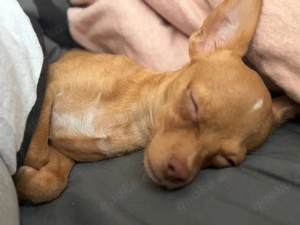 Welpe Russian Toy Terriar