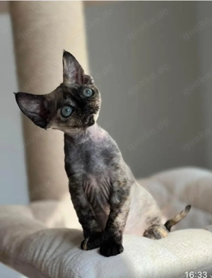 Wunderschönes Devon Rex-Kätzchen zu verkaufen