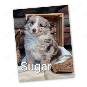   Wunderschönes Australian Shepherd Welpe, Merle-Mädel mit Papieren ASCA 