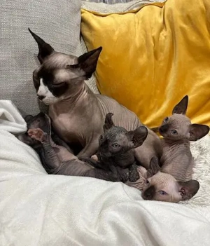 3 Sphynx-Kätzchen (2 männlich, 2 weiblich) 