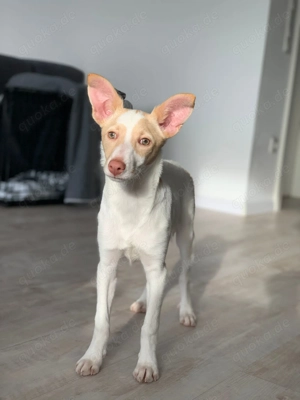 Crema sucht ihre Familie