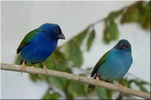 papagaieamadinen abzugeben 