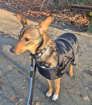 Piccolina, liebe Hündin sucht Familie