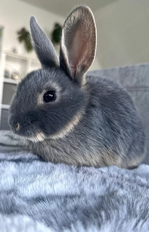 Junge Loh-Mix Kaninchen | silber & schwarz
