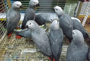 Wunderschöne Graupapageien zu verkaufen
