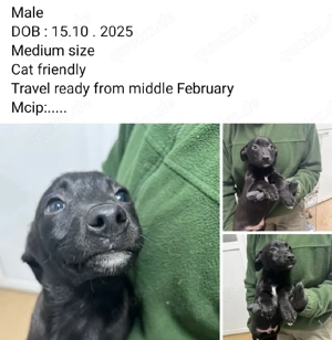 4 kleine Labbimix Jungs suchen ihr Glück 