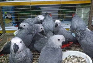 Monate alte Graupapageien