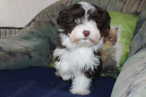 Havaneser welpen mit Ahnentafel 