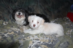 Havaneser welpen mit Ahnentafel 