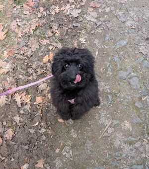 Zwergpudel, kleine feine Dame