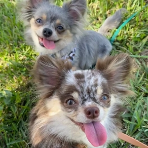  Merle-Chihuahua-Welpen