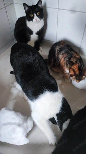 Kastrierter Kater bestimmt Kinderfreundlich 