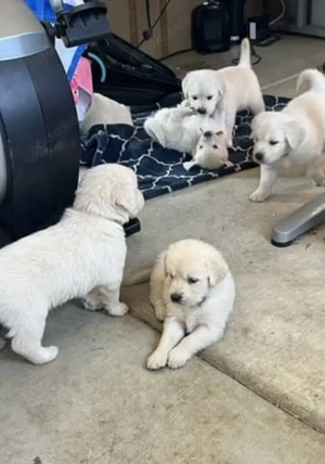 Niedliche und liebenswerte Golden-Retriever-Welpen suchen ein liebevolles Zuhause. Sie sind 14 Woche