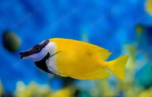 Fuchsgesicht Meerwasser Aquarium Fische Algenfresser