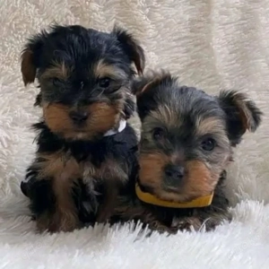 Bitte kontaktieren Sie uns, wenn Sie diesem wunderschönen Welpen ein liebevolles Zuhause bieten könn