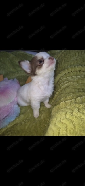 Chihuahua langhaar 11 wochen 