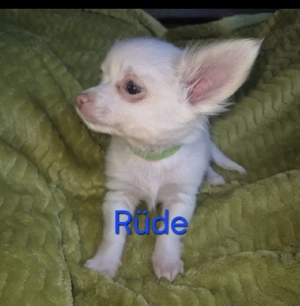 Chihuahua langhaar Abgabe bereit 