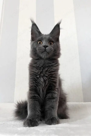 Maine Coon Katze Blau Goldene Augen Seltene Blutlinie 3 Monate