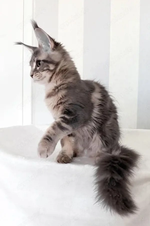 Maine Coon Katze Blue Blotched Tabby Goldene Augen 3 Monate 