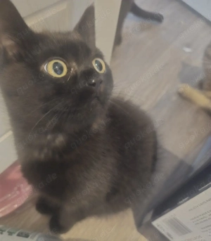 Glücksbringer       baby katzen