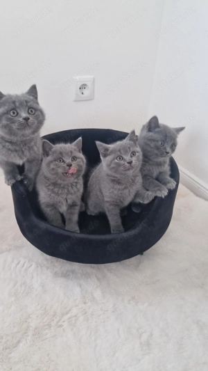 Süße Bkh Kitten 