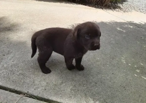 Reinrassige Labrador-Welpen