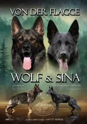 Wurfankündigung Deutscher Schäferhund SV Leistungslinie